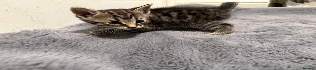 Mixed Breed Kitten 4