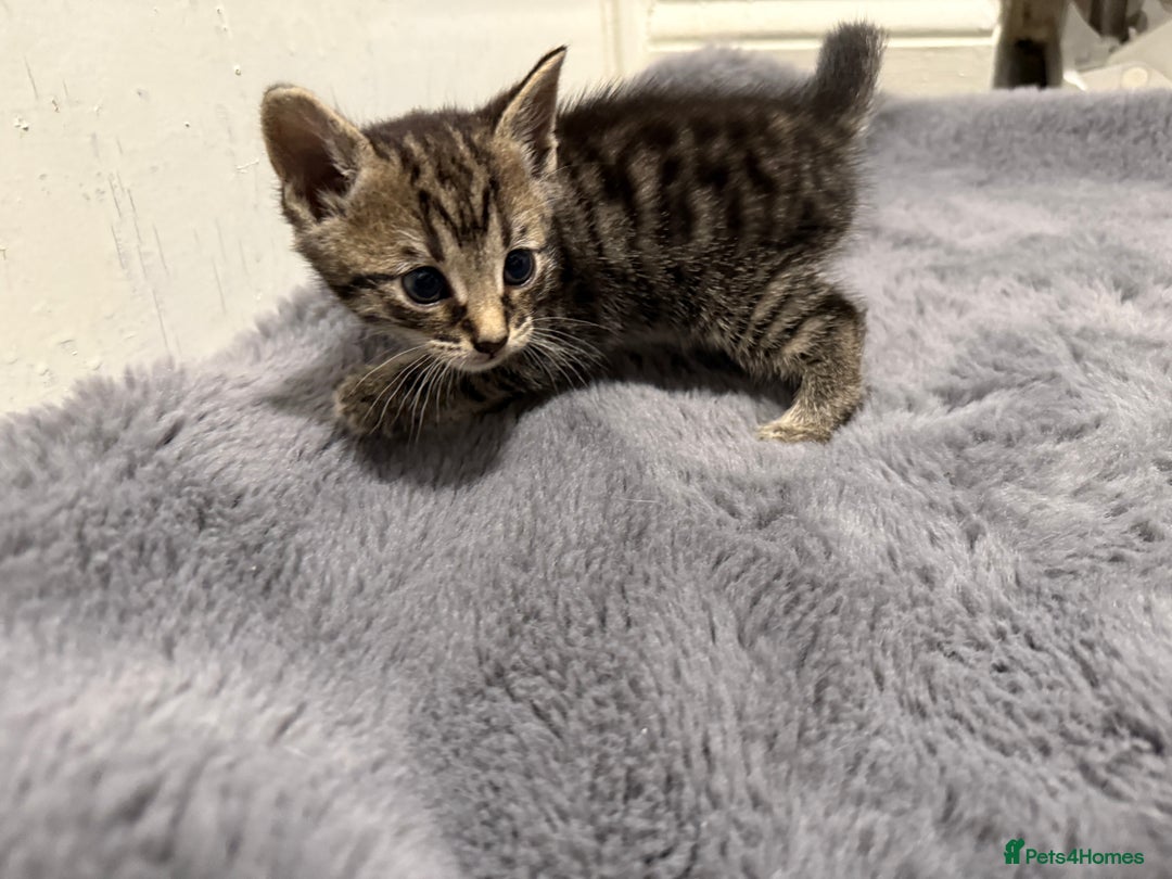 Mixed Breed cats for sale: Mixed kittens 4 males  - Image 14