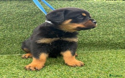 Rottweiler dogs for sale: 🏆Ready to go! By N.1 Stud in the UK METAL!!🏆 - Image 30