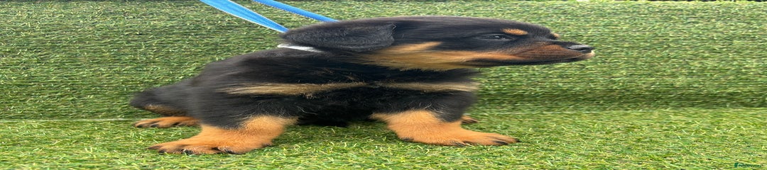 Rottweiler Puppy 2
