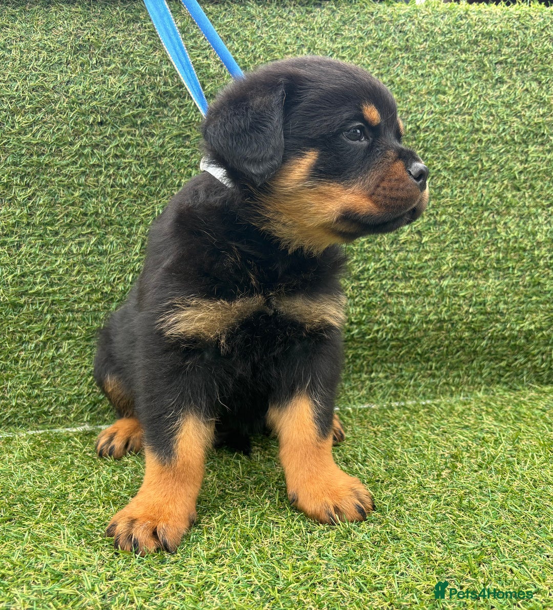 Rottweiler dogs for sale: 🏆Ready to go! By N.1 Stud in the UK METAL!!🏆 - Image 30