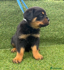 Rottweiler Puppy 2