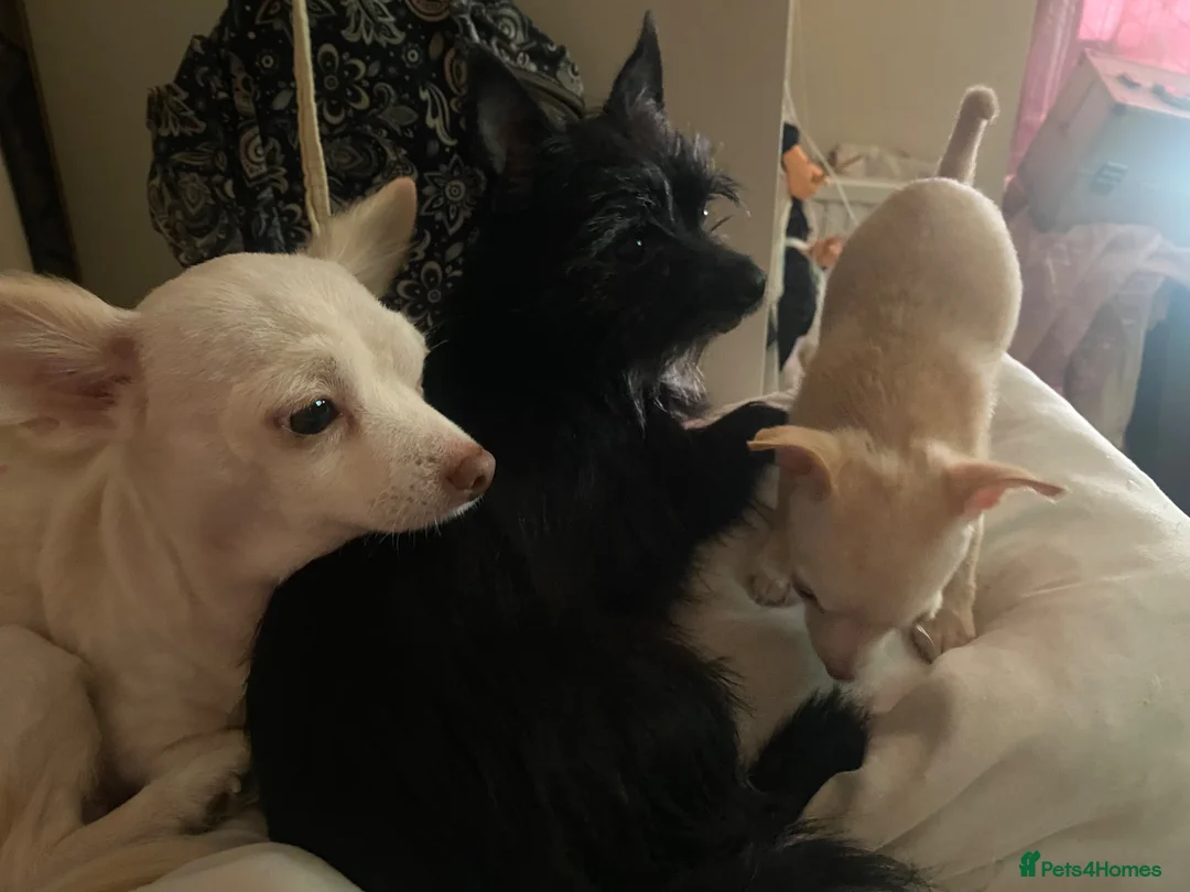 Chorkie dogs for sale: Little boy Chihuahua mix - Advert 2