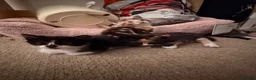 Mixed Breed cats for sale: 4 Beatiful Kittens to be adopted  - Advert 4
