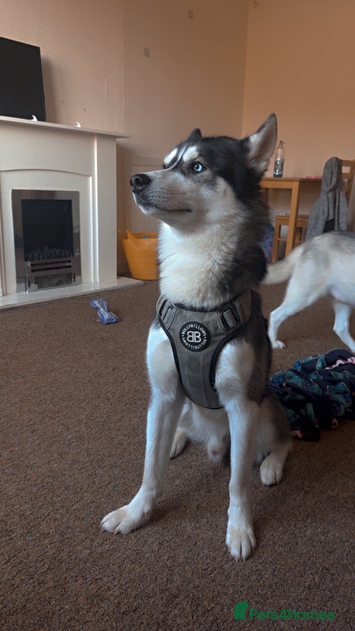 Siberian Husky dogs for sale: Husky puppies for sale  in Saltcoats - Advert 14