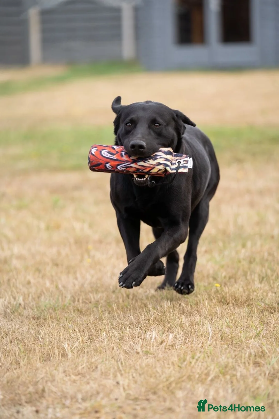 Labrador Retriever dogs for sale: Stunning Black Labrador Puppies - Due 25th March in Peterborough - Advert 14