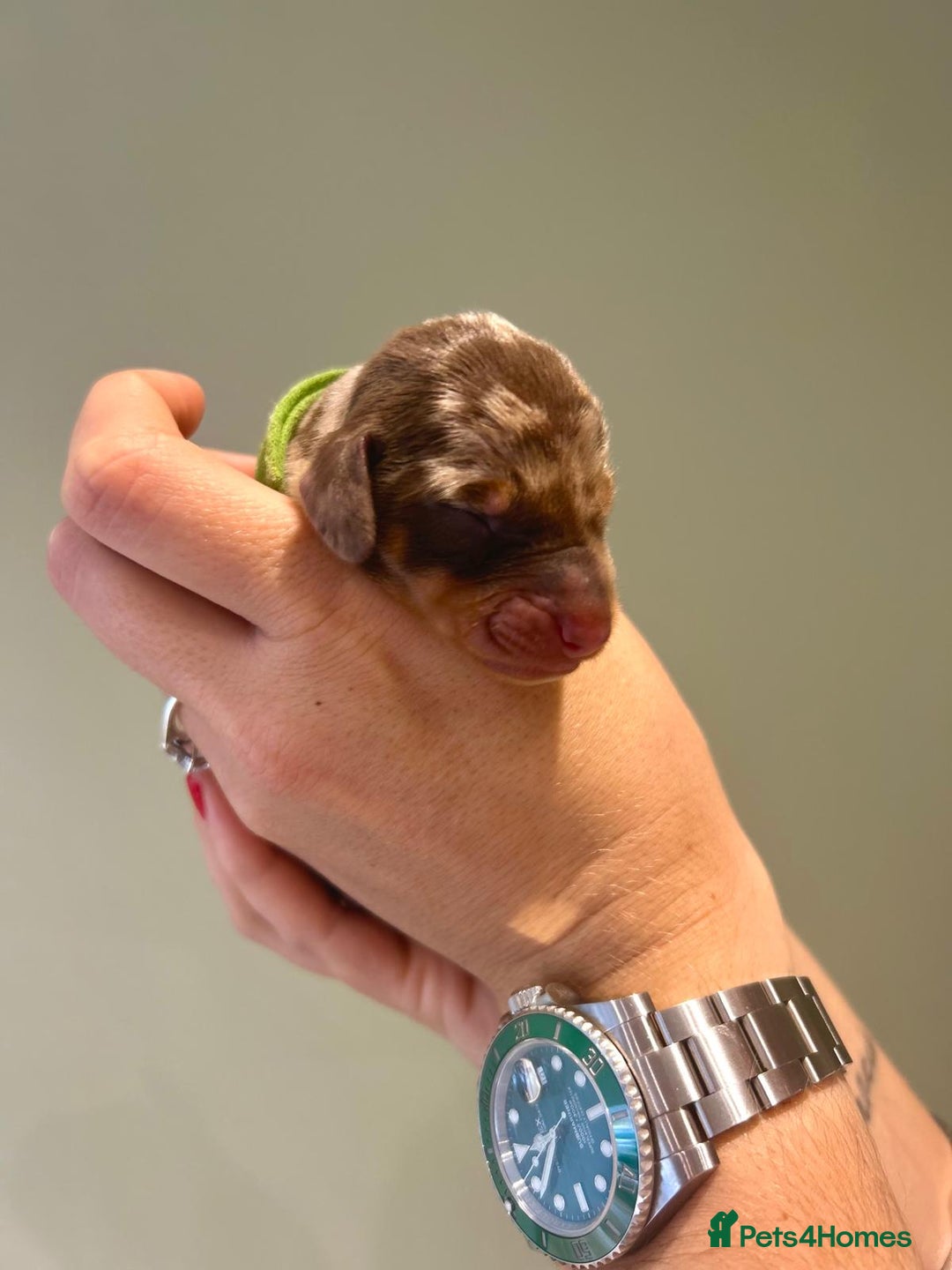 Dachshund dogs for sale: 9 Standard Dachshund Puppies KC Registered  - Image 5