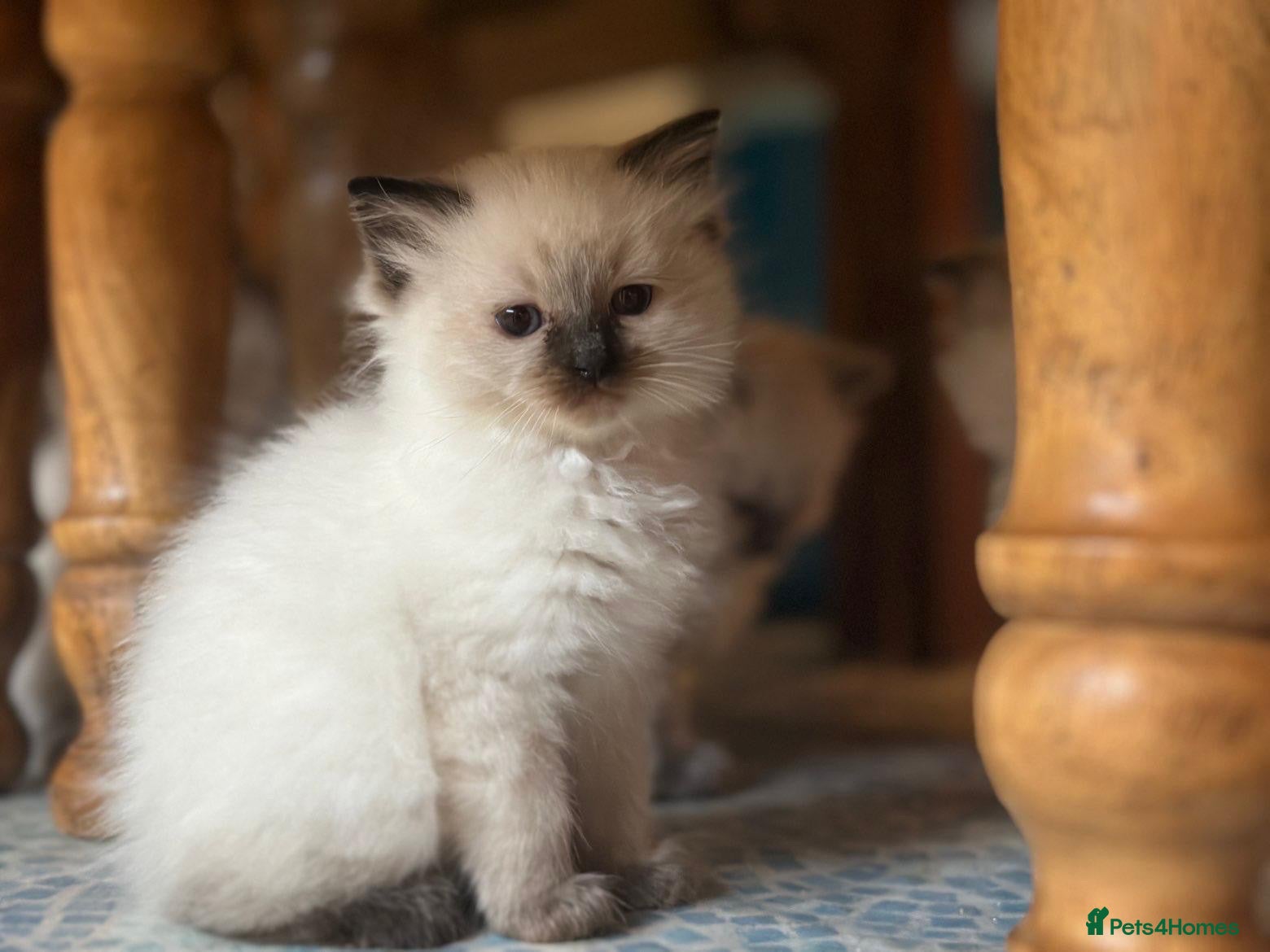 Ragdoll cats Seal point/seal point mitted and mitted blue point - Advert 2