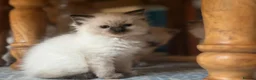 Ragdoll cats for sale: Seal point/seal point mitted and mitted blue point - Advert 2