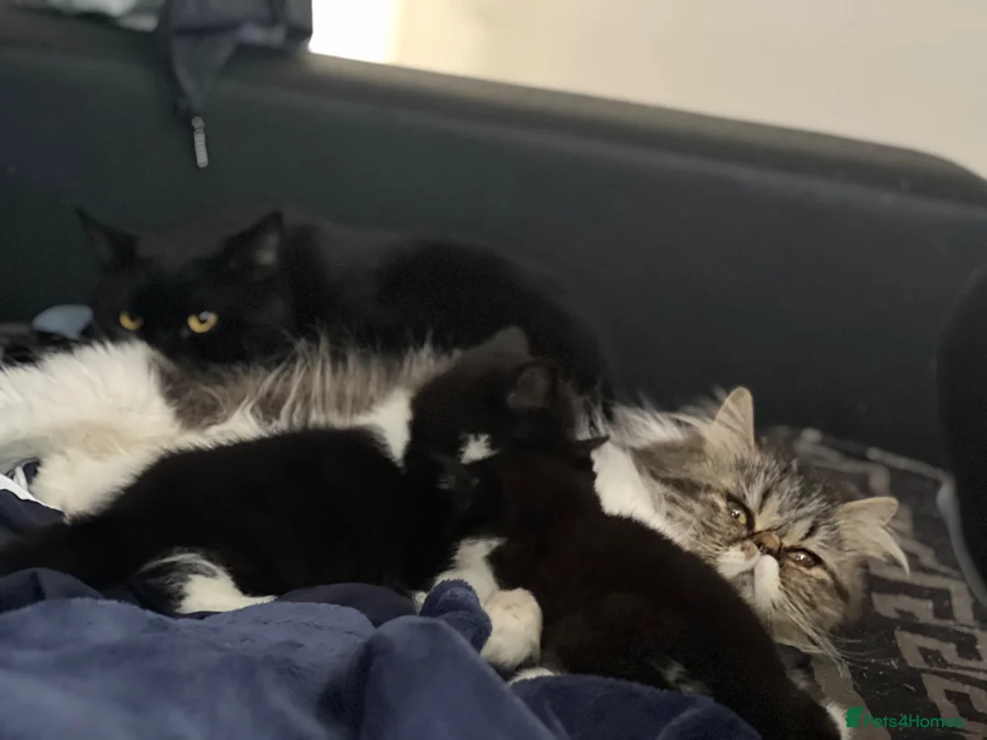 Persian cats for sale: Loving boy named Bueno - Advert 5