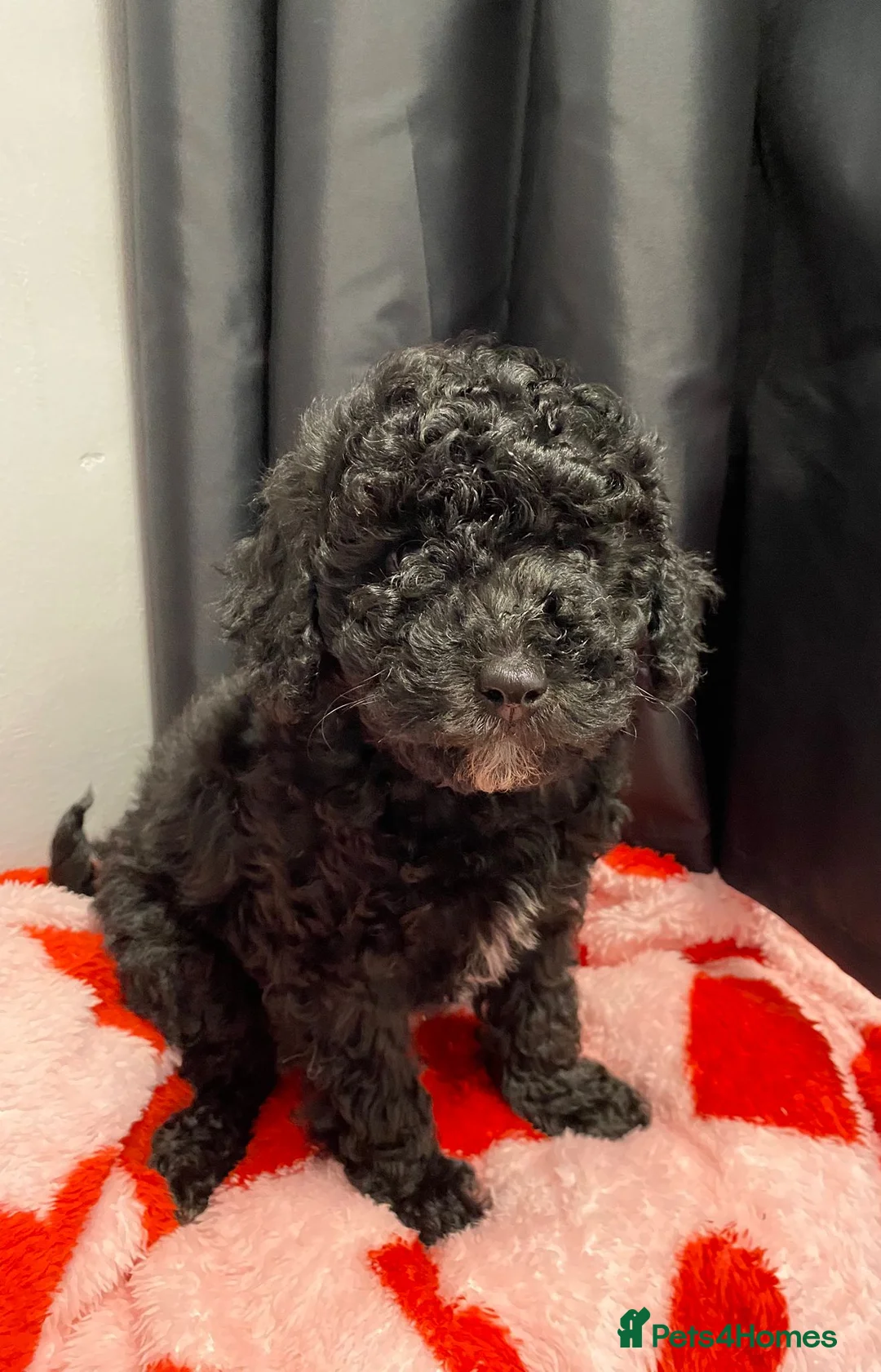 Cavapoo dogs for sale: Beautiful cavapoo puppies ready now - Advert 9