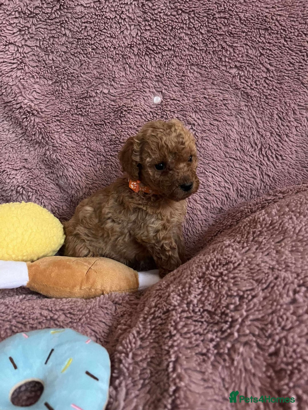 Miniature Poodle dogs for sale: Miniature Poodles!!! - Advert 21