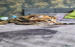Bengal cats for sale: TICA Champion bengal kittens ready for reservation - Image 18