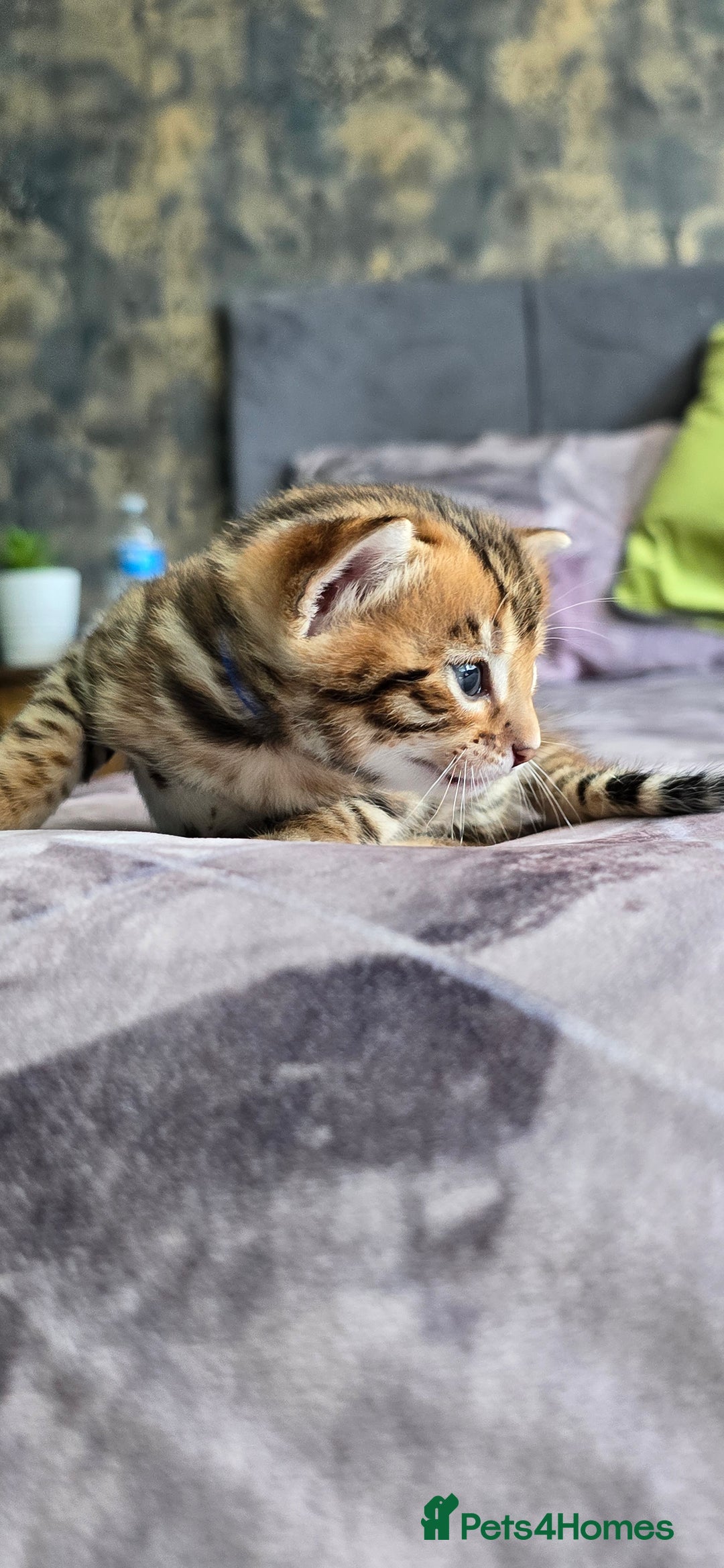 Bengal cats for sale: TICA Champion bengal kittens ready for reservation - Image 18