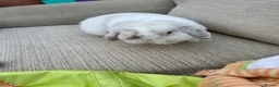 Mini Lop rabbits for sale: 2 rabbits for sale - Advert 7