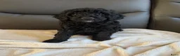 Cockapoo dogs for sale: Mini f1b cockapoos  - Advert 9