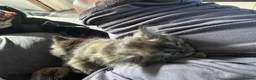 British Longhair cats for sale: Kittens ready today  - Advert 8