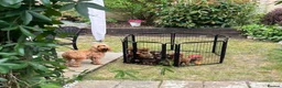 Cockapoo dogs for sale: Cockapoo Hypoallergenic F1bb puppies for sale  - Advert 3
