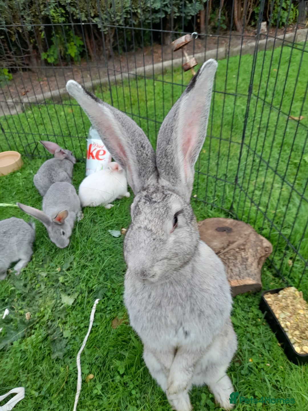 Continental Giant rabbits for sale: Beautiful Pure Giant Continental Babies  - Image 19