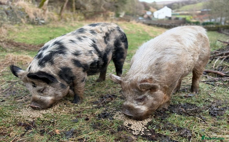 Pig livestock - Advert 1