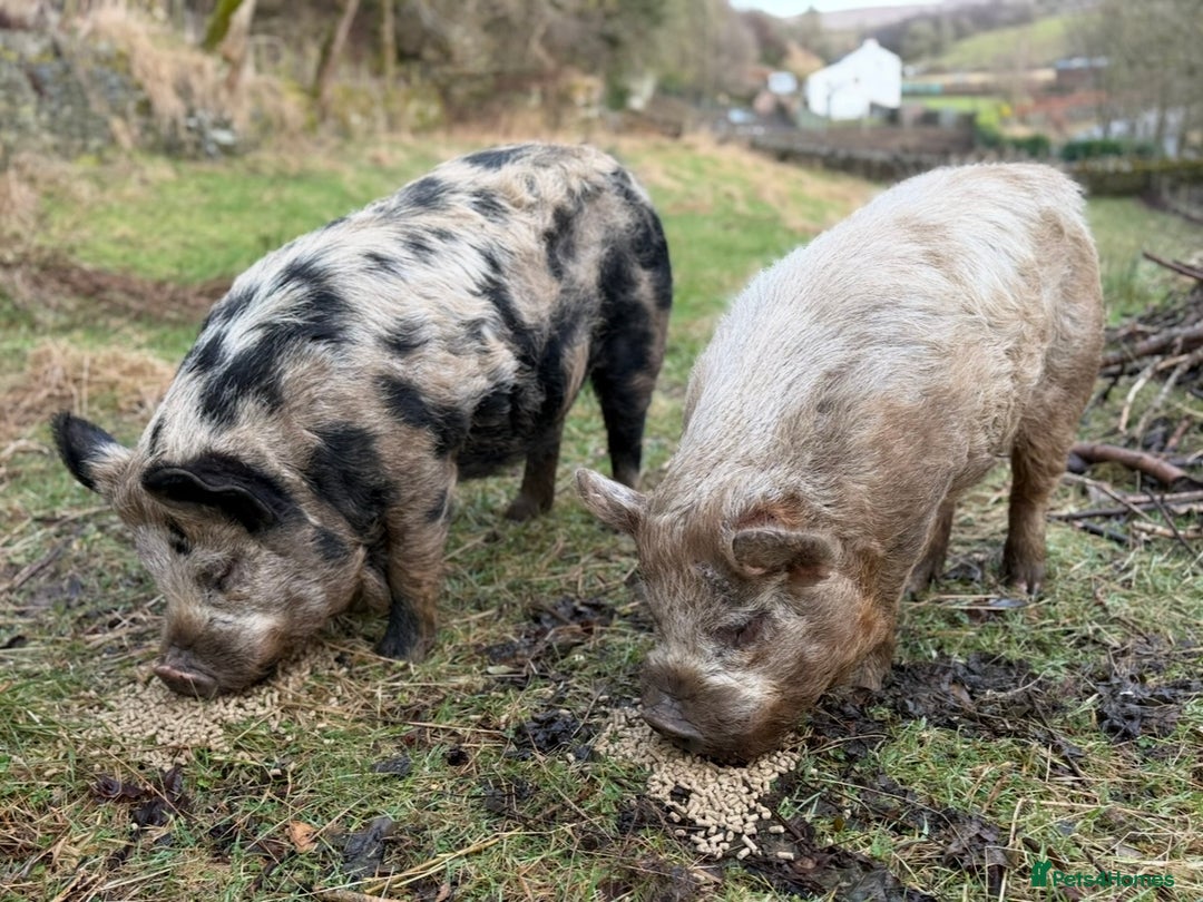 Pig livestock for sale: Kune Kune male - Image 1