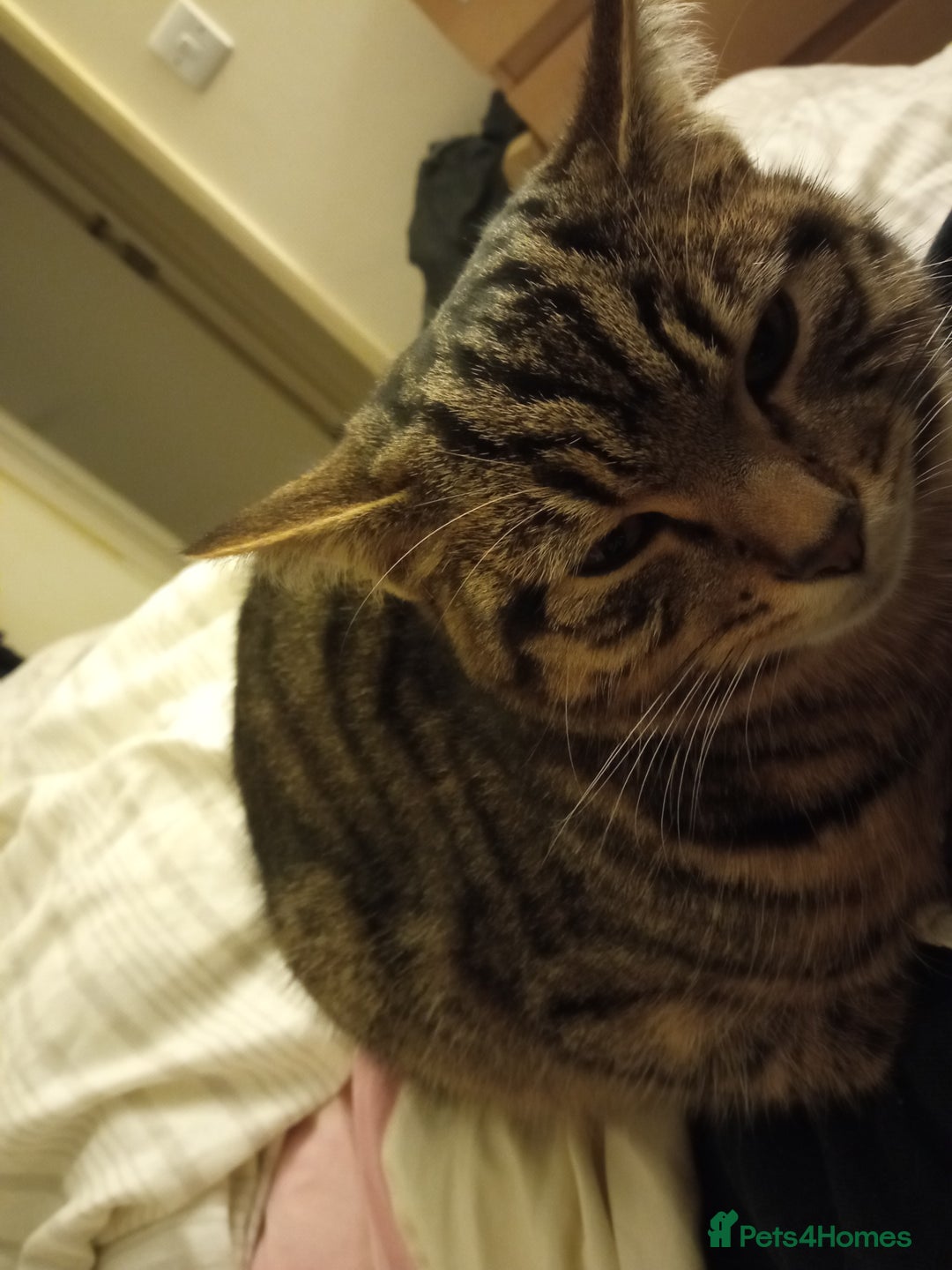 Mixed Breed cats for sale: Mixed Breed Male Brown Tabby  - Advert 6