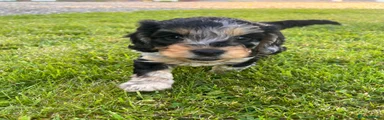 Cockapoo 2