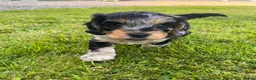 Cockapoo dogs for sale: Cockapoo F1 Merle and Tri - Advert 5