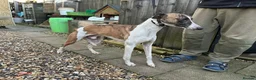 Whippet dogs for sale: Kc whippet puppies  - Advert 2