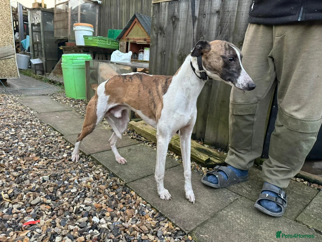 Whippet dogs for sale: Kc whippet puppies  - Advert 2