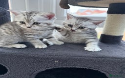 British Shorthair cats for sale: GCCF BSH Chinchilla Rare, Beautiful Kittens - Image 21