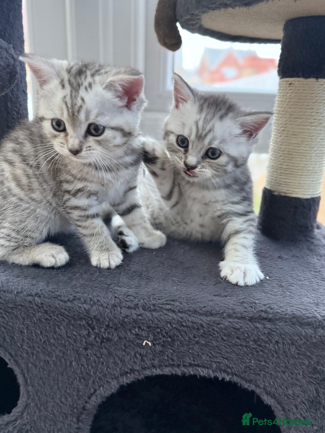 British Shorthair cats for sale: GCCF BSH Chinchilla Rare, Beautiful Kittens - Image 21