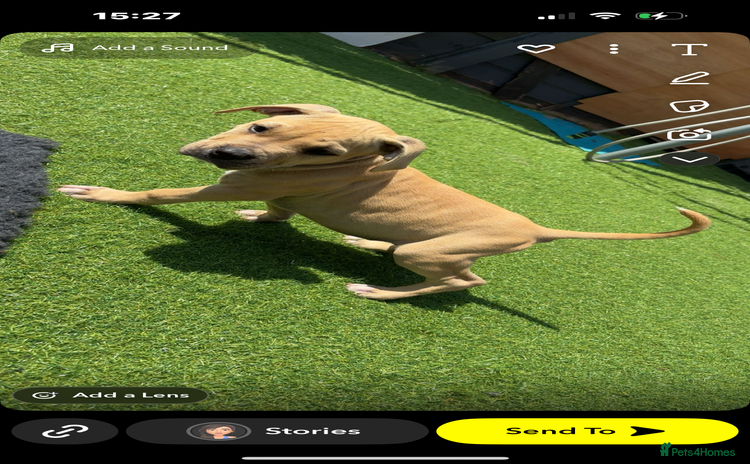 American Bully dogs - Advert 3