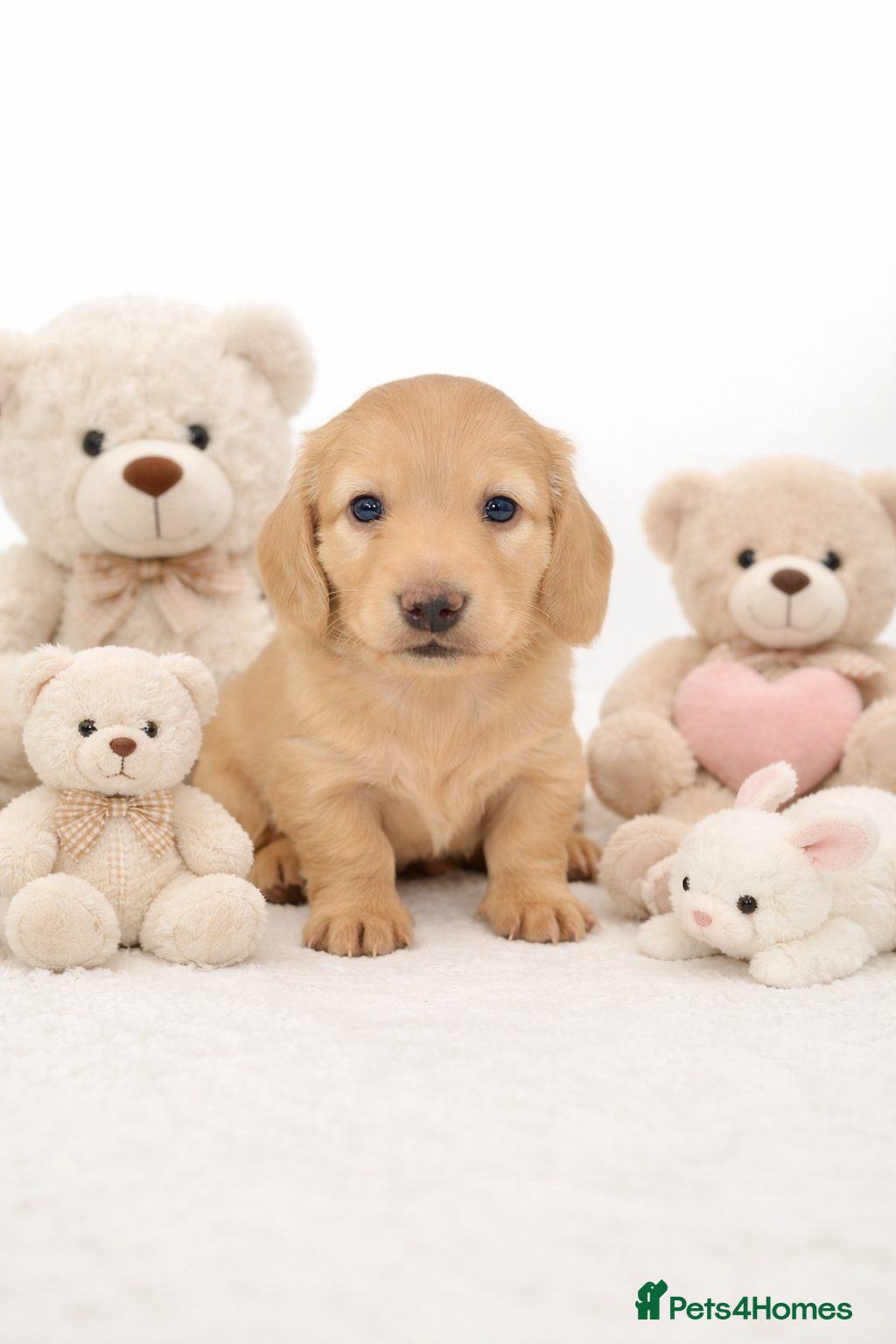 Miniature Dachshund dogs 𝕃𝕠𝕟𝕘 𝕙𝕒𝕚𝕣𝕖𝕕 𝕞𝕚𝕟𝕚 𝕕𝕒𝕔𝕙𝕤𝕙𝕦𝕟𝕕 - Advert 1