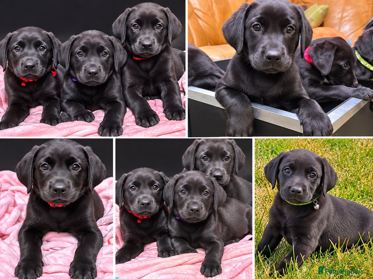 Labrador Retriever dogs Stunning Black Labrador Puppies 0/0 Hips - Advert 1
