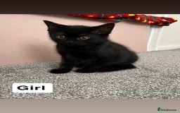 Mixed Breed cats for sale: 6 kittens for sale - Image 4
