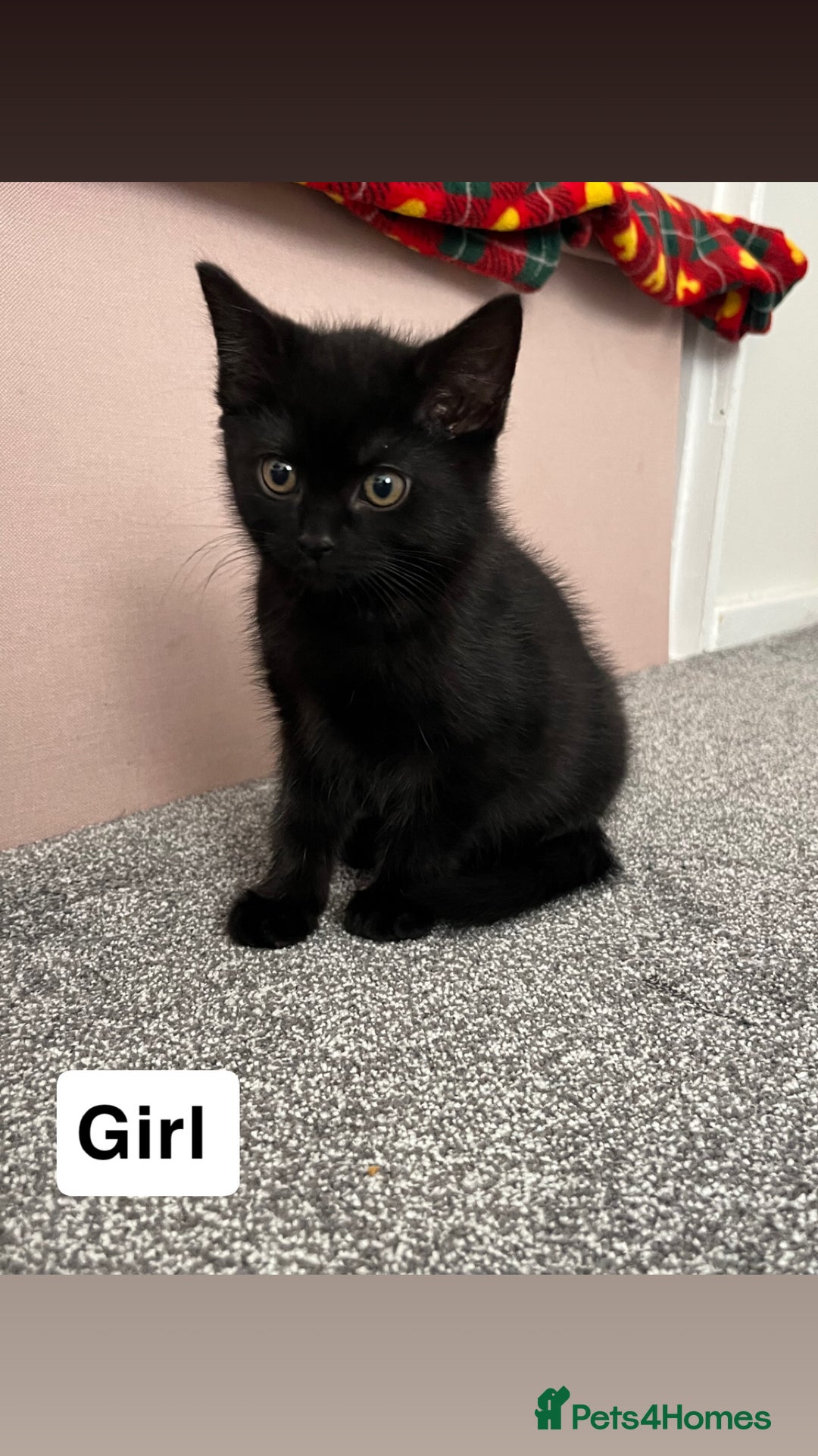 Mixed Breed cats for sale: 6 kittens for sale - Image 4