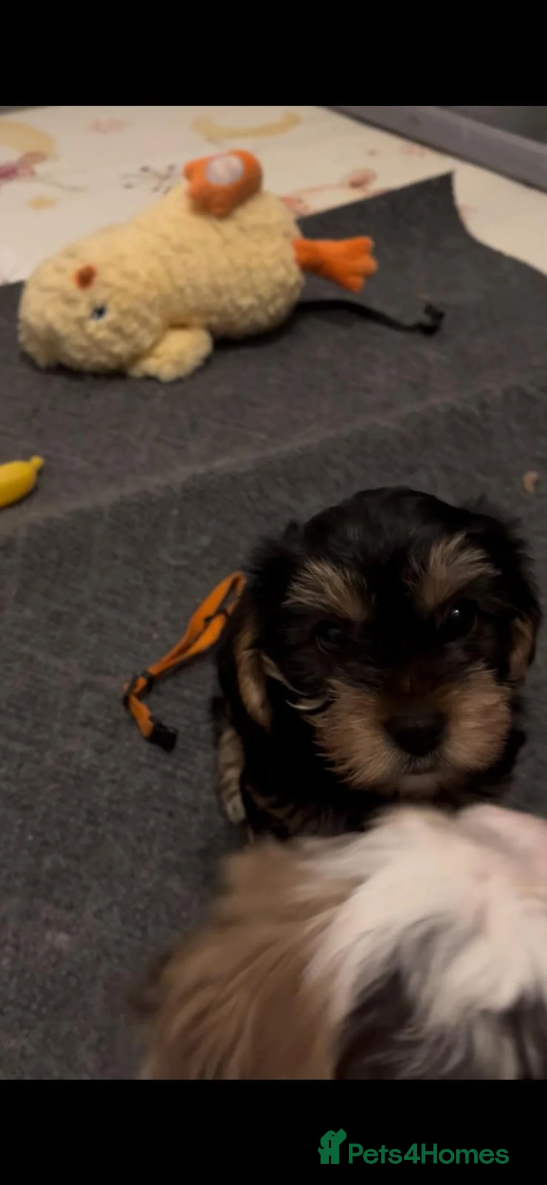 Yorkshire Terrier dogs for sale: READY NOW..PEDIGREE YORKSHIRE TERRIER FOR SALE - Advert 35