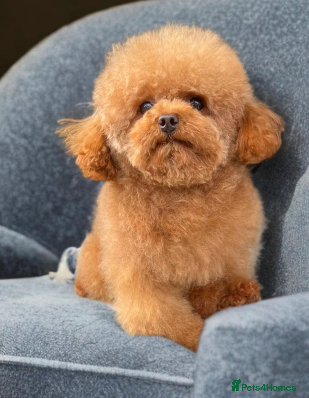 Toy Poodle dogs for sale: Asian Toy Poodle - Advert 4