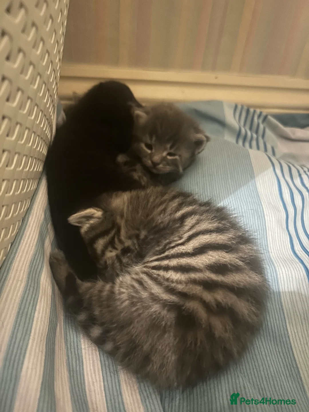 Domestic Shorthair cats for sale: Gorgeous Kittens  - Advert 10