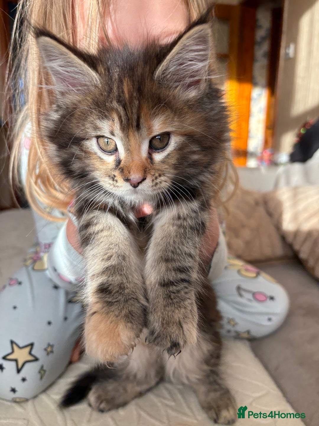Maine Coon cats for sale: Maine Coon Kittens — Fluffy, Friendly - Advert 16