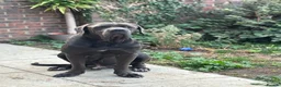 Cane Corso dogs for stud: Big boy chaos🐾 - Advert 2
