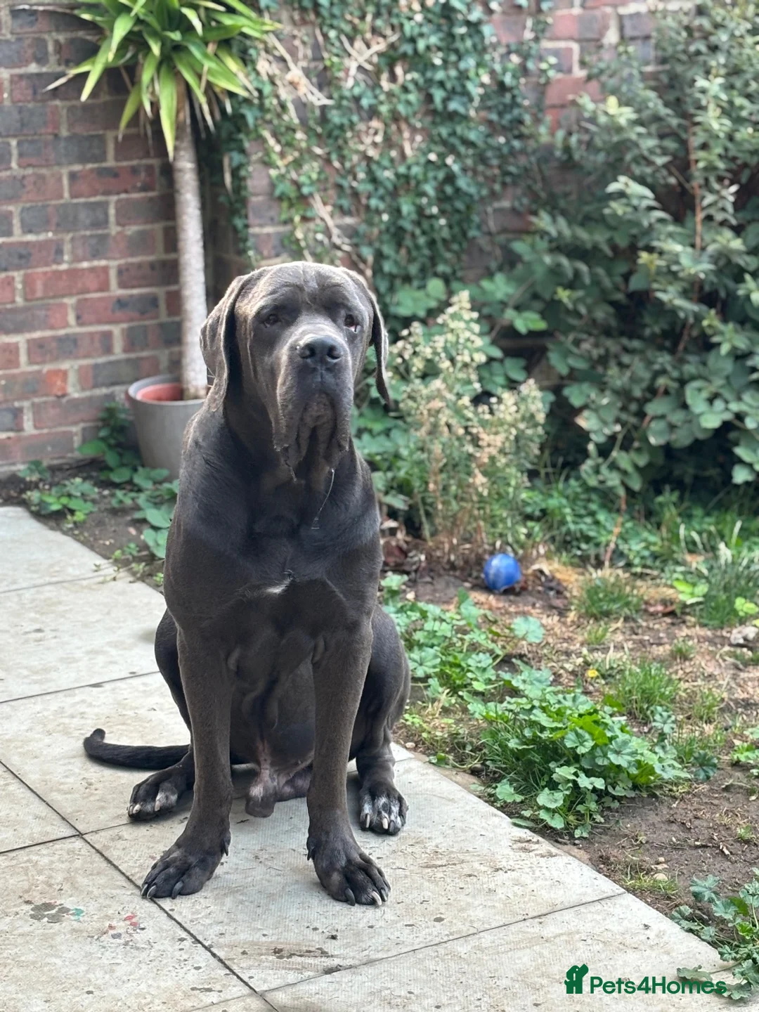 Cane Corso dogs for stud: Big boy chaos🐾 - Advert 2