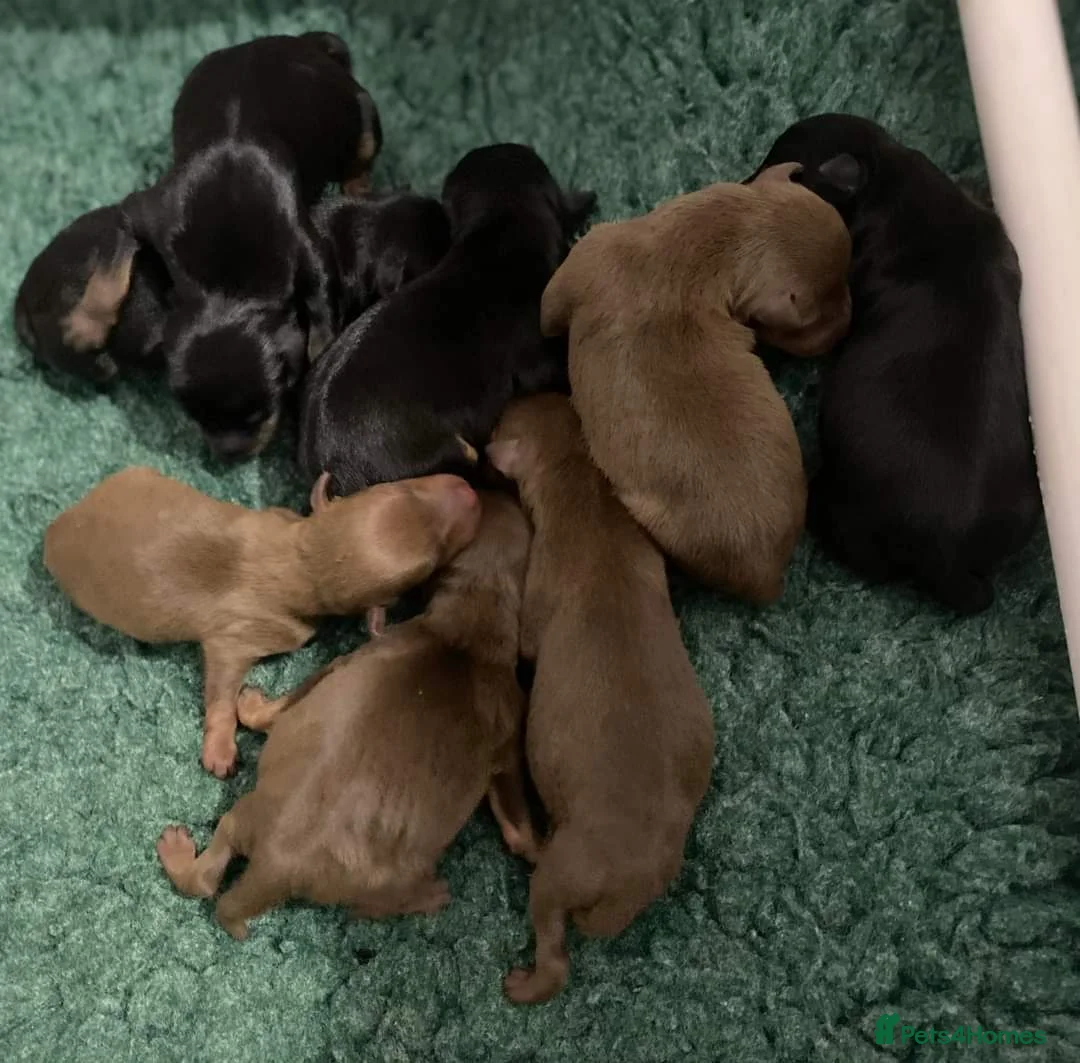 Miniature Pinscher dogs for stud: KC Registered miniature pinscher for stud  in Bolton - Advert 11