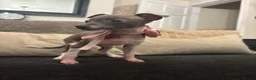 Italian Greyhound dogs for sale: Full Pedigree Blue Italian Greyhound Female Puppy - Advert 8