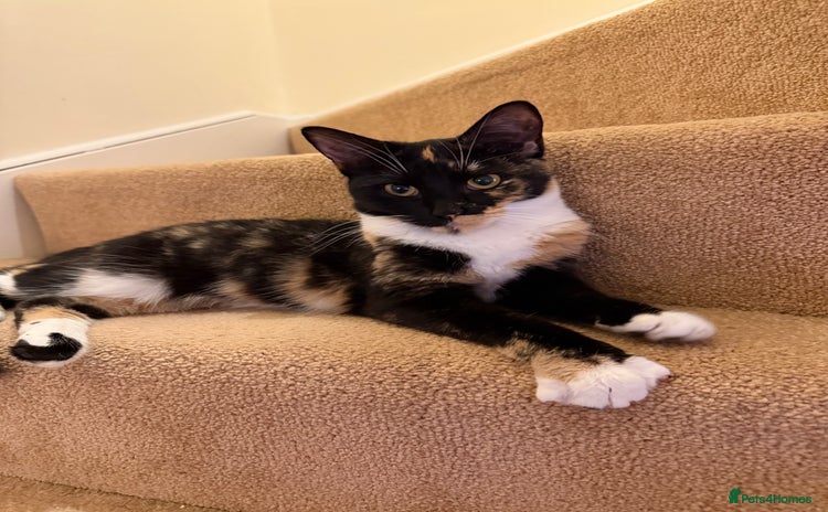 Mixed Breed cats URGENT | Meet Nova - Sensitive, Sweet and Curious  - Advert 11