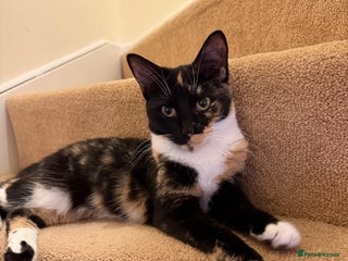 Mixed Breed cats for sale: URGENT | Meet Nova - Sensitive, Sweet and Curious - Advert 1