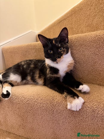 Mixed Breed cats URGENT | Meet Nova - Sensitive, Sweet and Curious - Advert 1