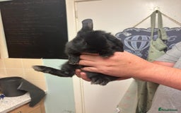 Mixed Breed rabbits for sale: 4 baby rabbits  - Image 1