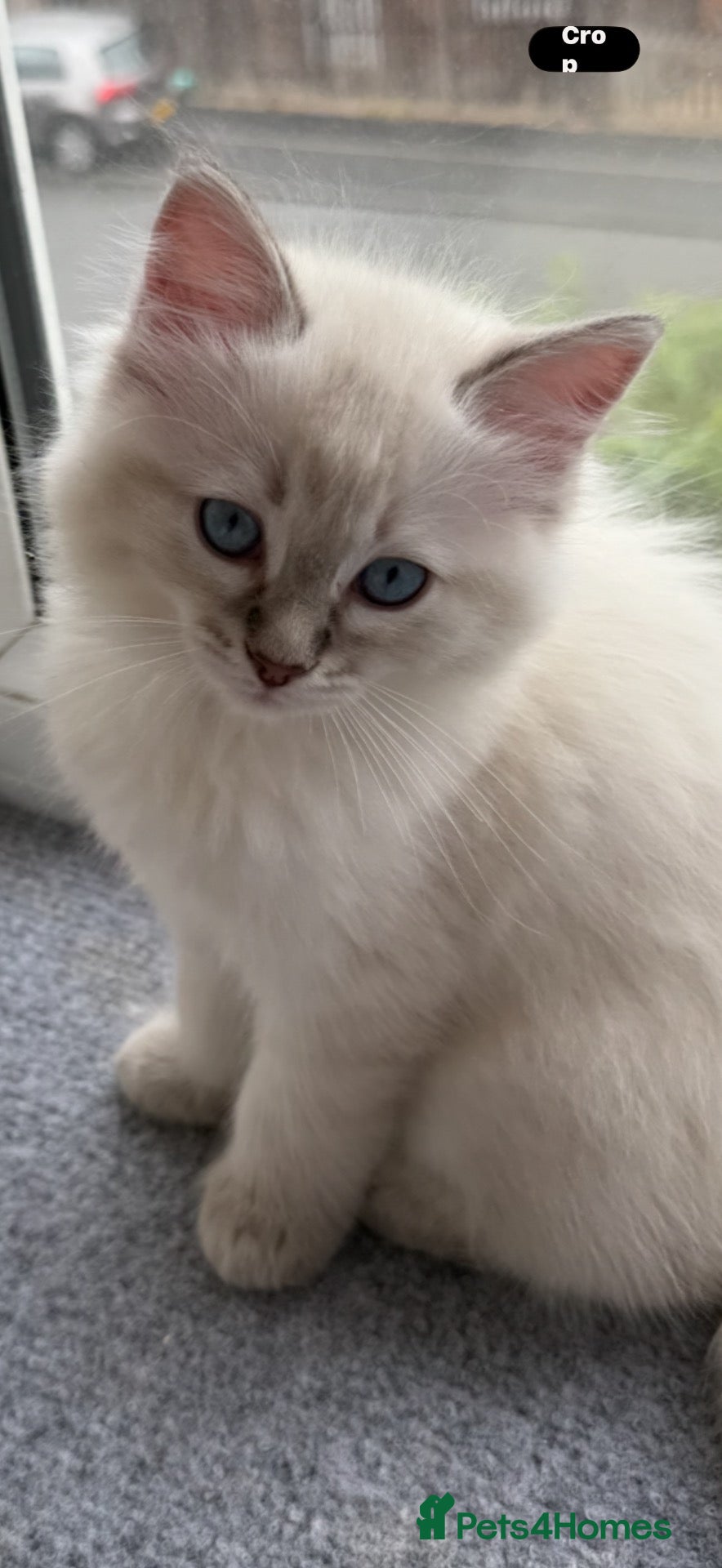 Ragdoll cats READY FOR NEW HOME NOW Chunky Ragdoll  Kittens   - Advert 2